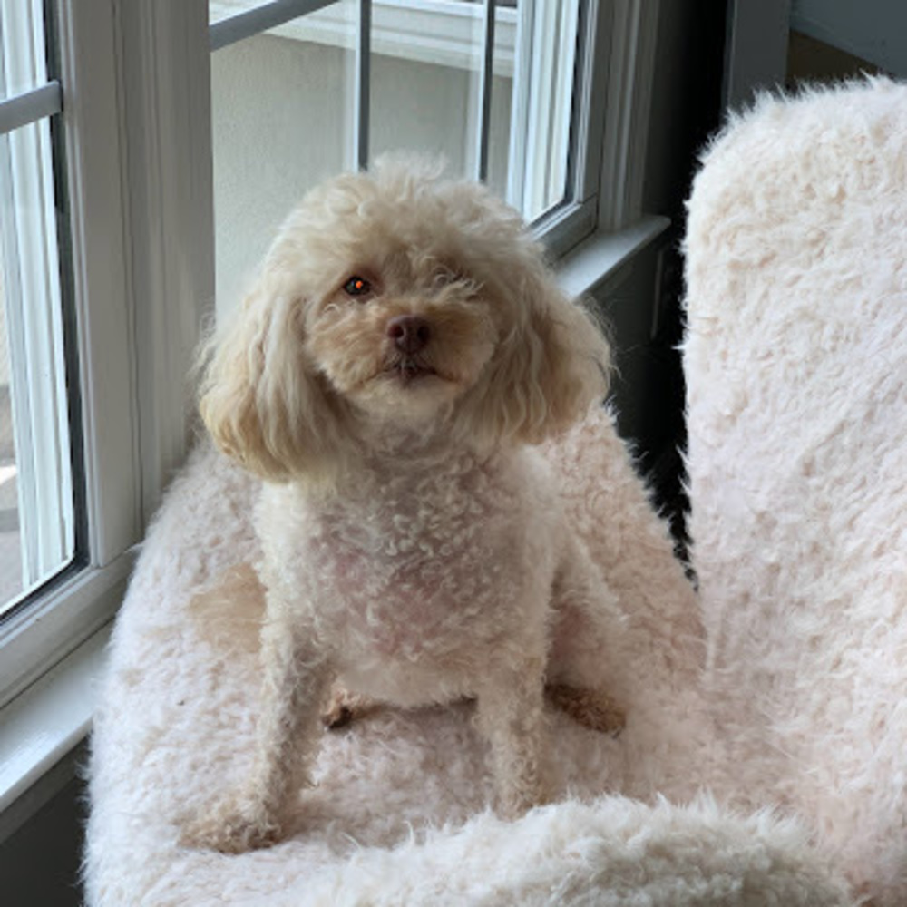 Meet your Posher, Adriana